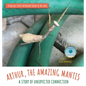 Arthur, The Amazing Mantis: A Story of Unexpected Connection - Hardcover