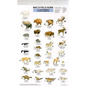 Mac's Field Guides: North American Land Mammals - Paperback