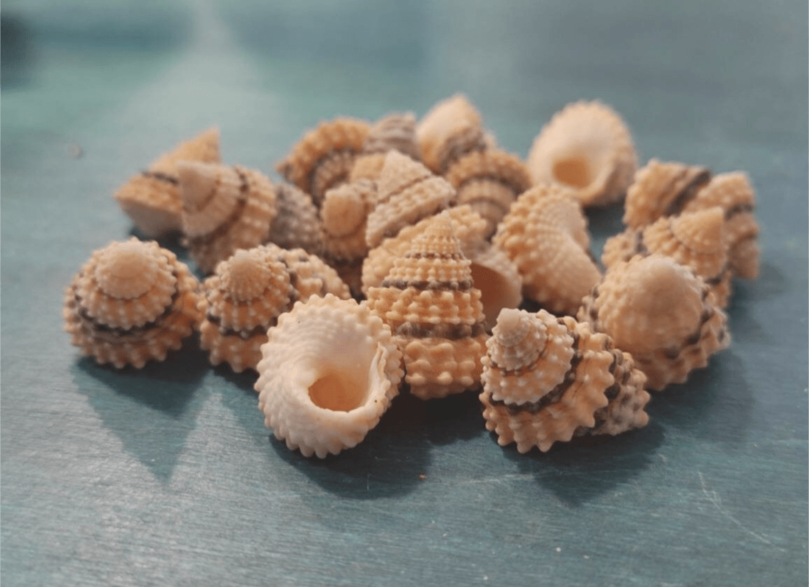 Periwinkle Coronate Shell – Tectarius coronatus
