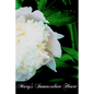 Mary's Immaculate Heart - Paperback