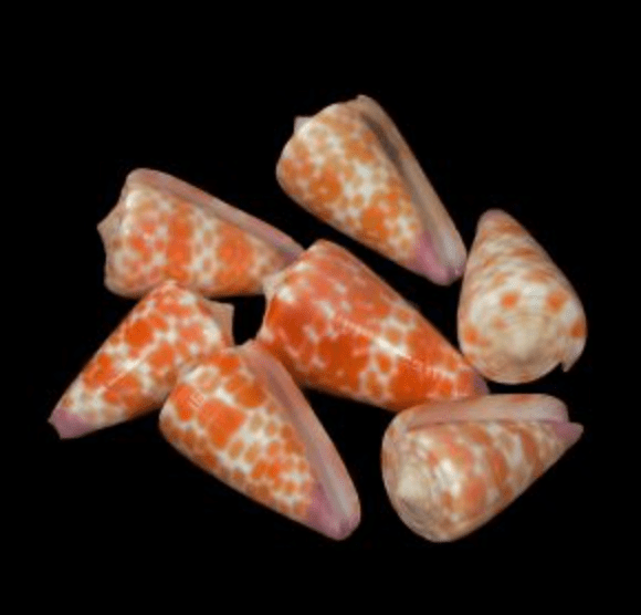 Tesselate Cone Shell - Conus tessulatus