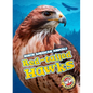 Red-Tailed Hawks - Paperback