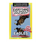 Everything You Should Know About: Eagles Faster Learning Facts - Paperback