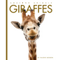 Giraffes - Library Binding