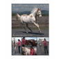 How to Identify and Release Your Horse's Pain Points: An Owner's Guide - Paperback