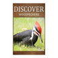 Woodpeckers - Discover: Early reader's wildlife photography book - Paperback