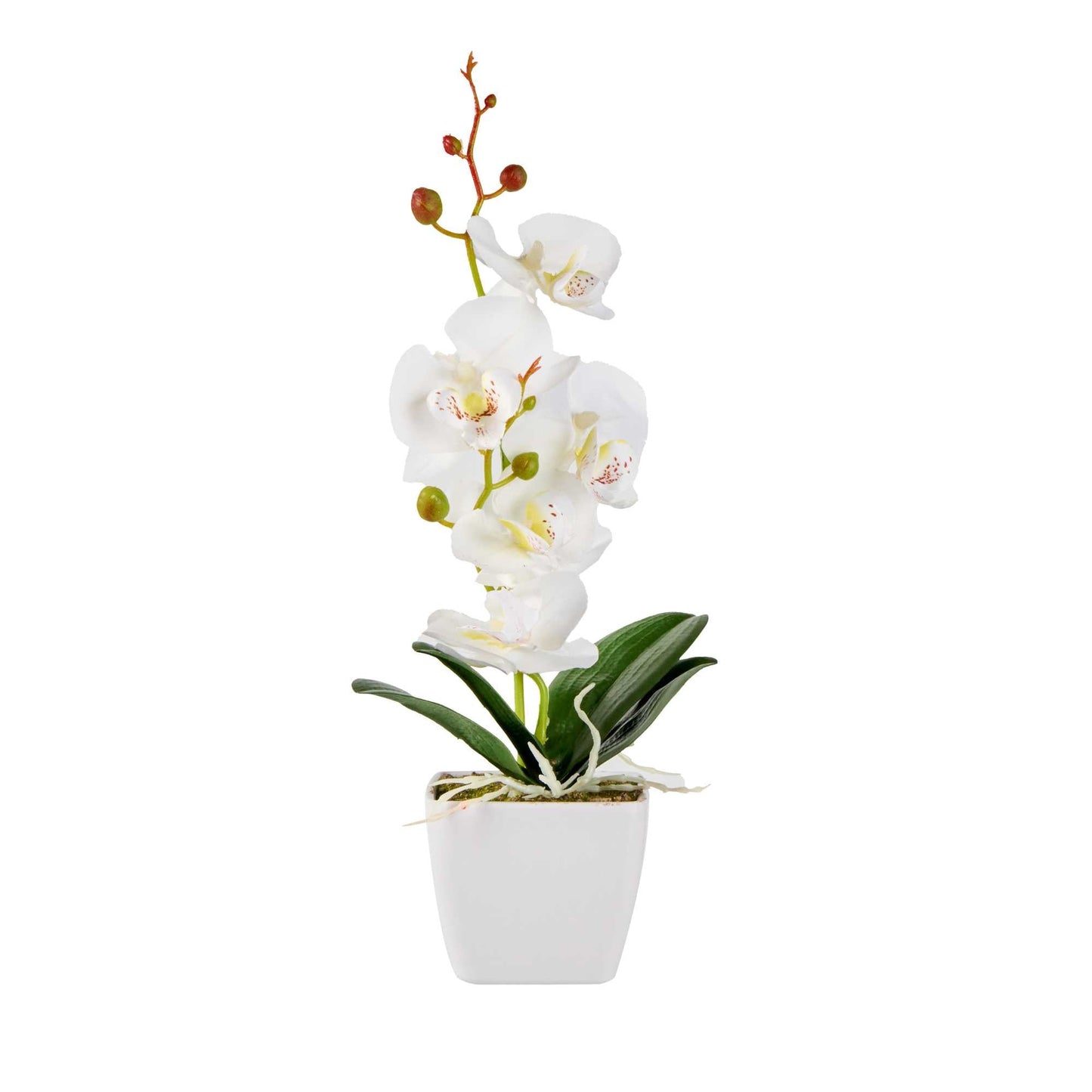 Fiore White Plastic Orchid in Plastic Pot - 5 blooms - 4" x 4" x 13" - 1 count box