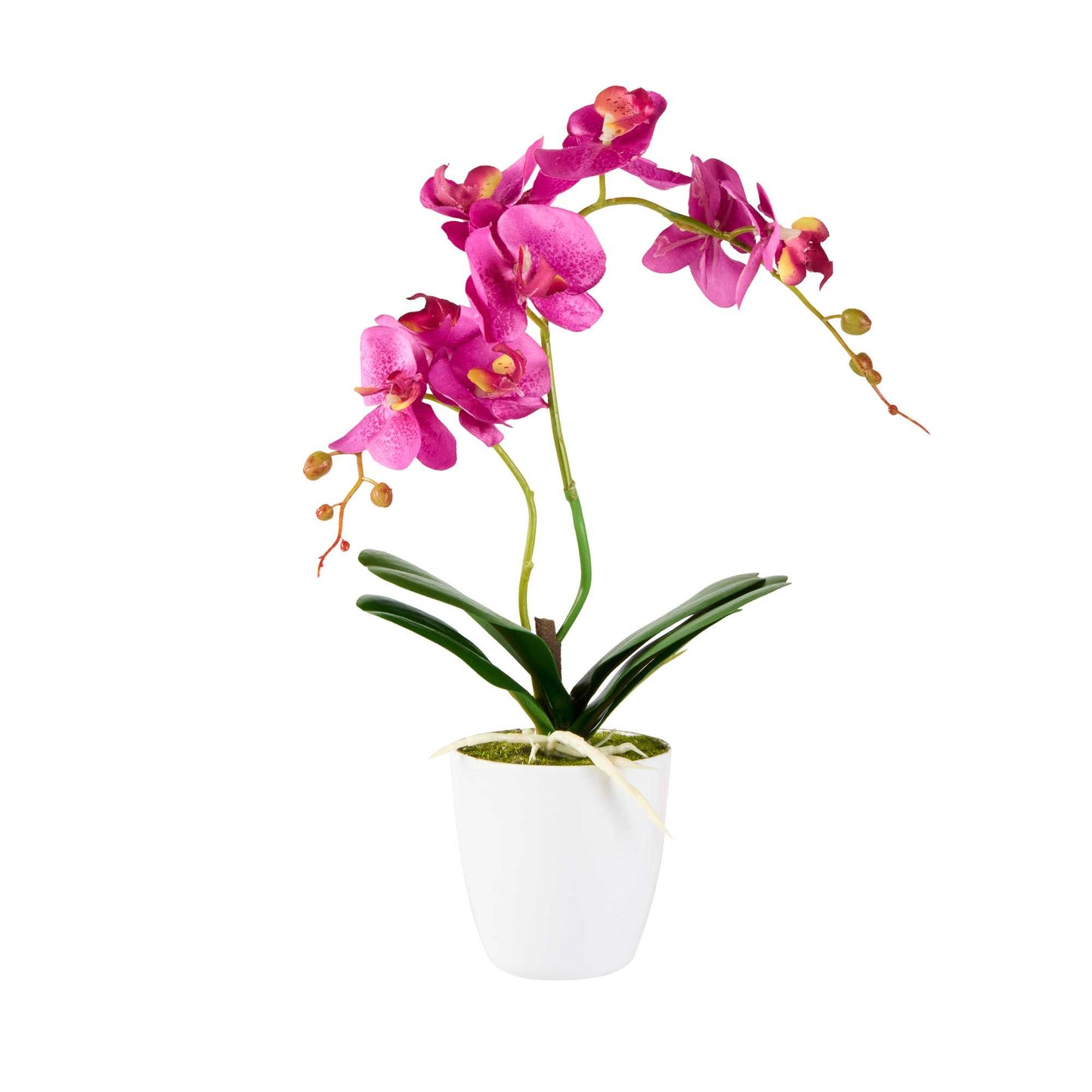 Fiore Magenta Plastic Moth Orchid in Plastic Pot - 8 Blooms - 4" x 4" x 15" - 1 count box