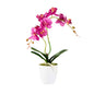Fiore Magenta Plastic Moth Orchid in Plastic Pot - 8 Blooms - 4" x 4" x 15" - 1 count box
