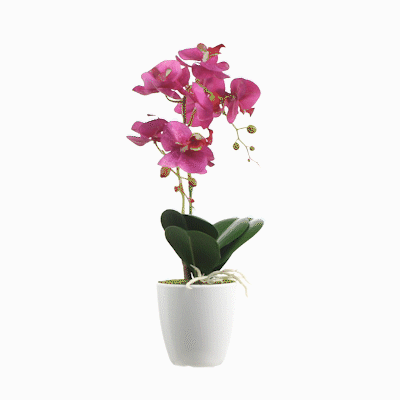 Fiore Round Magenta Plastic Moth Orchid in Plastic Pot - 8 Blooms - 4" x 4" x 15" - 12 count box