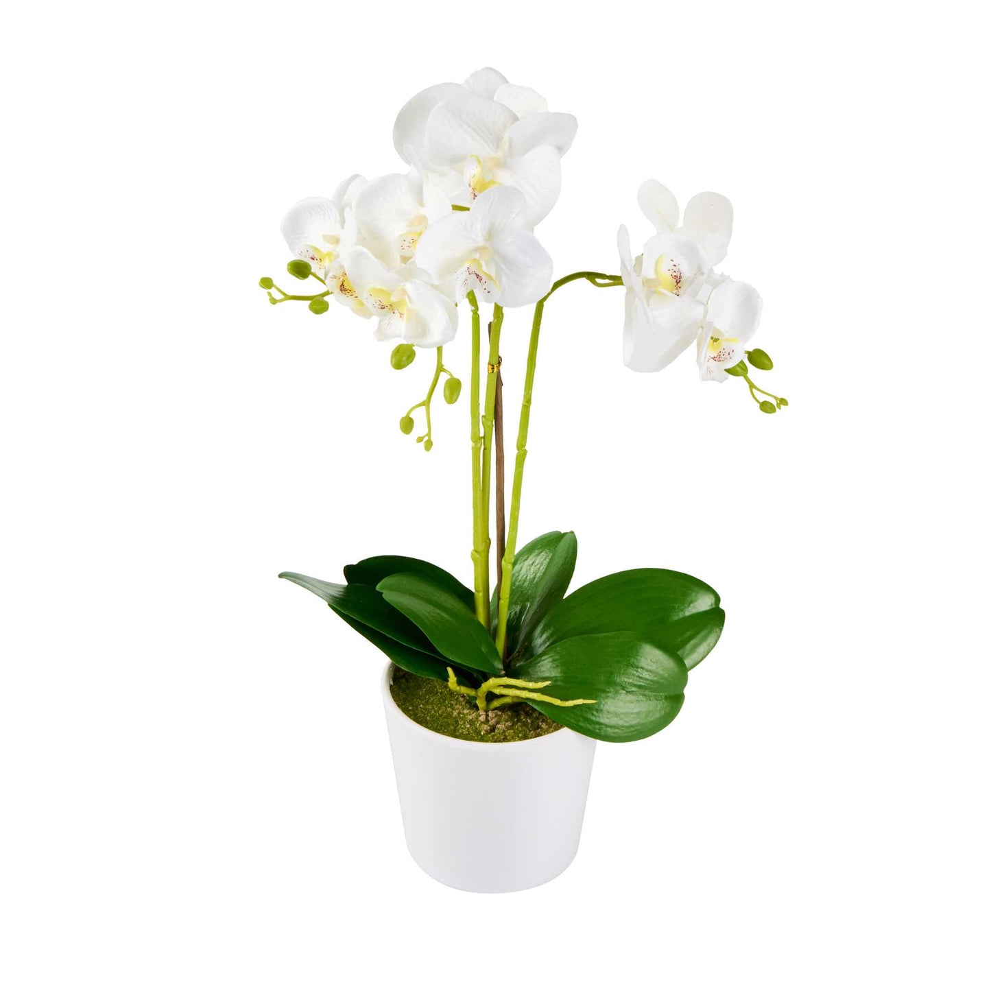 Fiore White Plastic Orchid in Plastic Pot - 12 Blooms - 5 1/2" x 5 1/2" x 19" - 1 count box