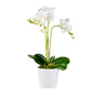 Fiore White Plastic Orchid in Plastic Pot - 12 Blooms - 5 1/2" x 5 1/2" x 19" - 1 count box