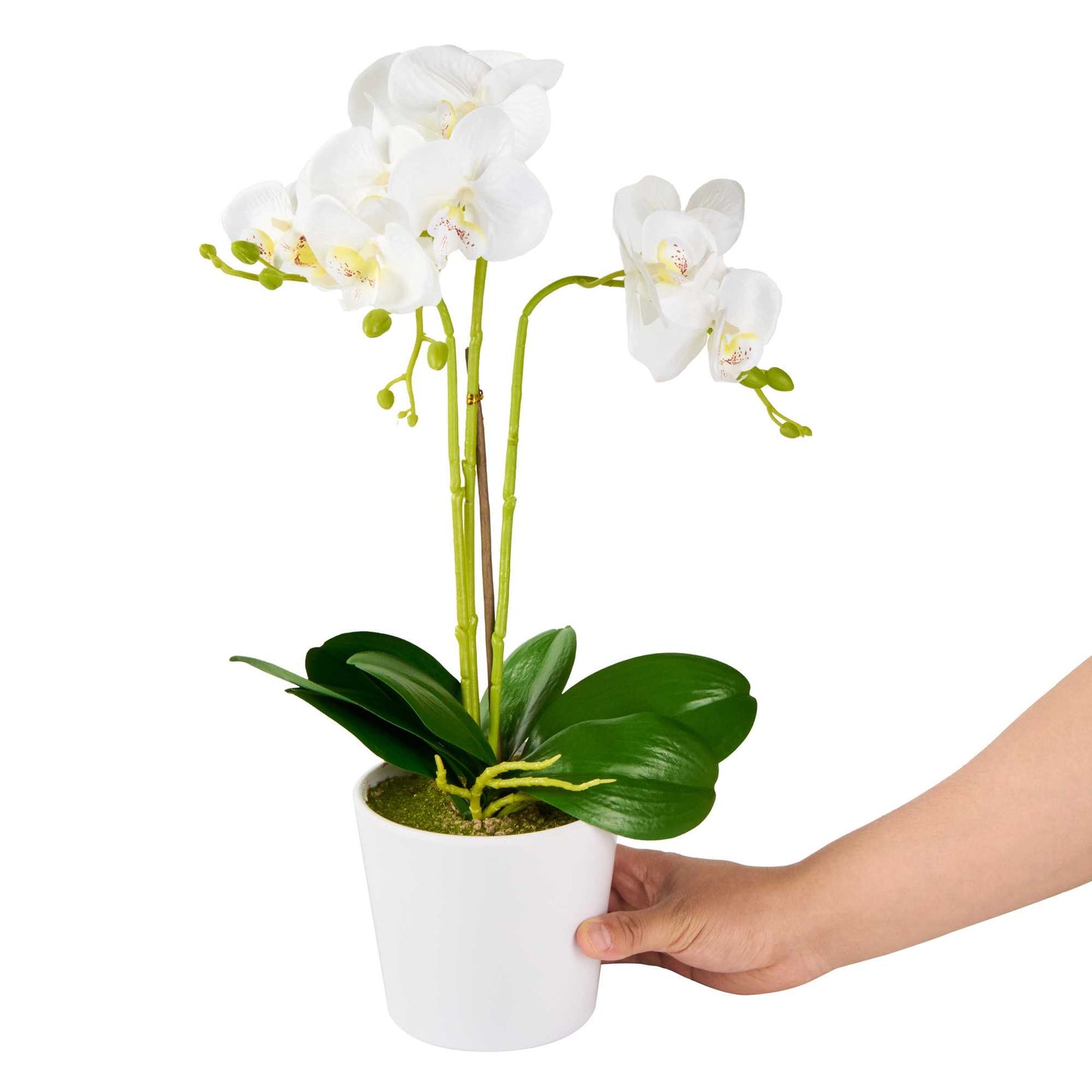 Fiore White Plastic Orchid in Plastic Pot - 12 Blooms - 5 1/2" x 5 1/2" x 19" - 1 count box