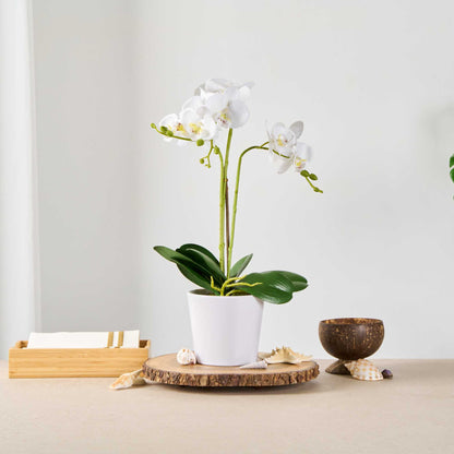 Fiore White Plastic Orchid in Plastic Pot - 12 Blooms - 5 1/2" x 5 1/2" x 19" - 1 count box