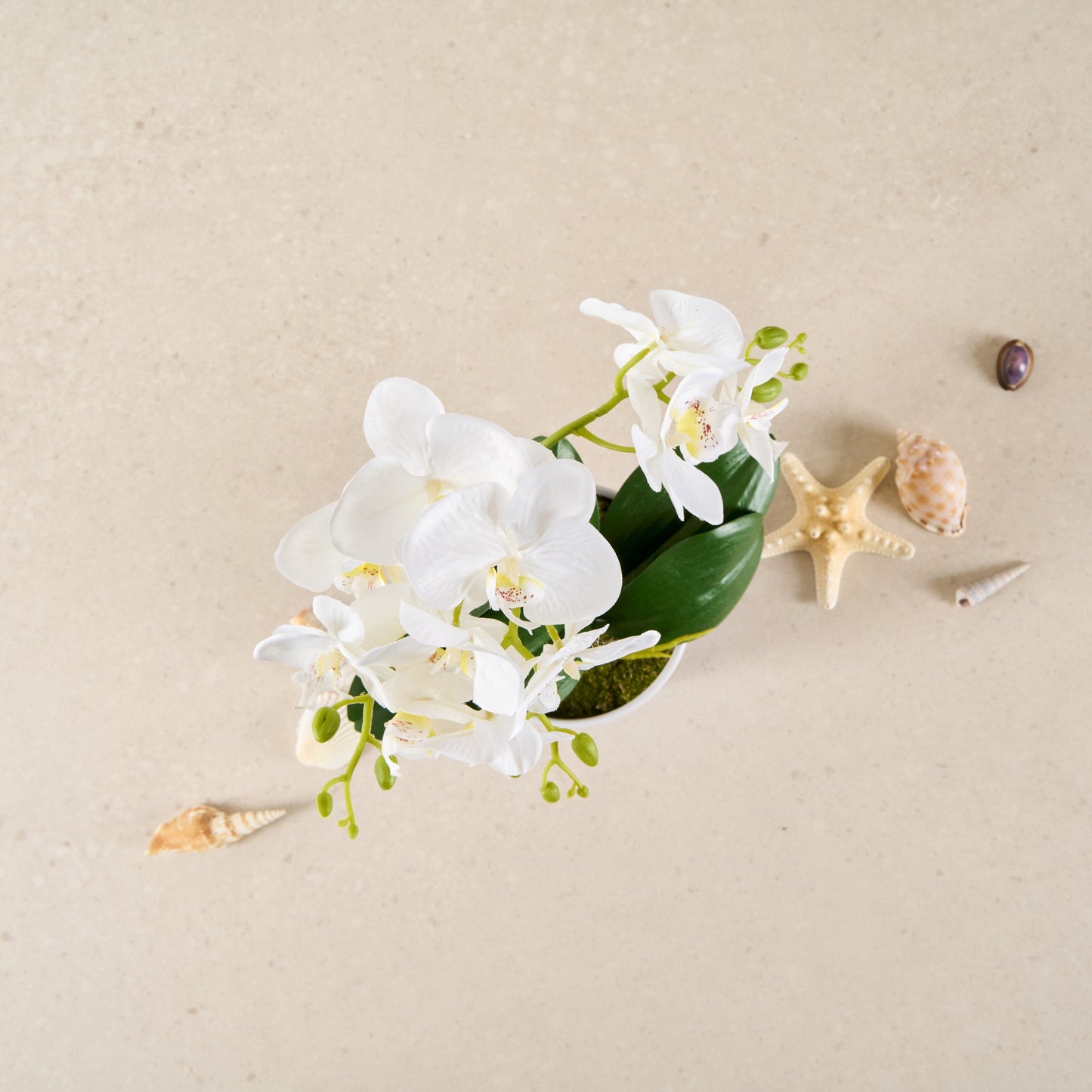 Fiore White Plastic Orchid in Plastic Pot - 12 Blooms - 5 1/2" x 5 1/2" x 19" - 6 count box