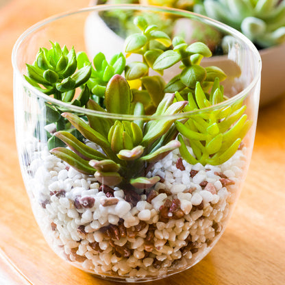 Plastic Table Art Faux Succulent Arrangement - Glass Terrarium Vase - 5 1/2" x 5 1/2" x 5" - 1 count box