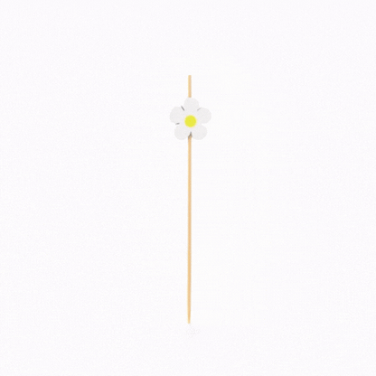 Pixy White Bamboo Daisy Pick - 4 3/4" - 1000 count box