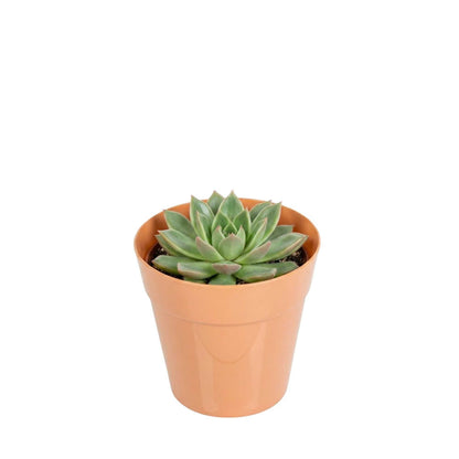 Mini Serve 4 oz Round Terracotta Plastic Mini Flower Pot - 2 1/2" x 2 1/2" x 2 1/2" - 100 count box