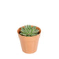 Mini Serve 4 oz Round Terracotta Plastic Mini Flower Pot - 2 1/2" x 2 1/2" x 2 1/2" - 100 count box
