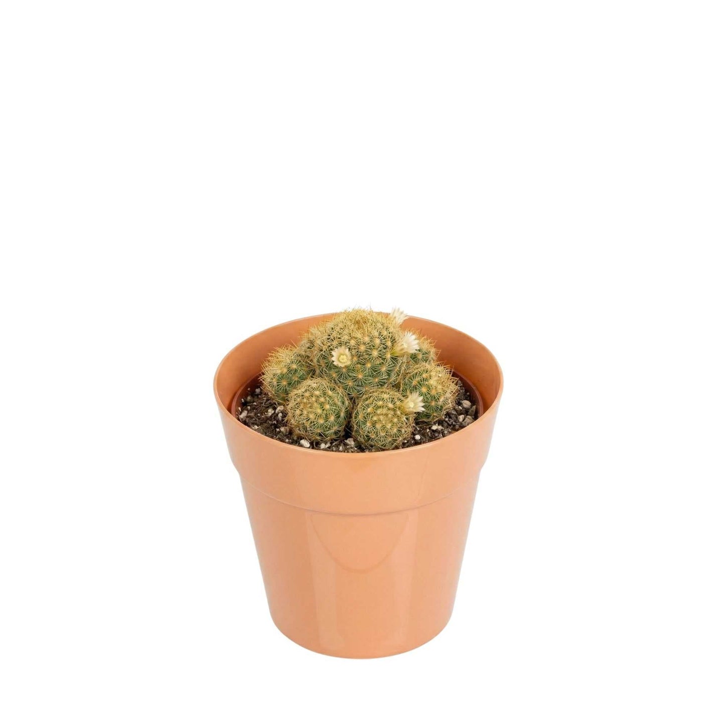 Mini Serve 4 oz Round Terracotta Plastic Mini Flower Pot - 2 1/2" x 2 1/2" x 2 1/2" - 100 count box
