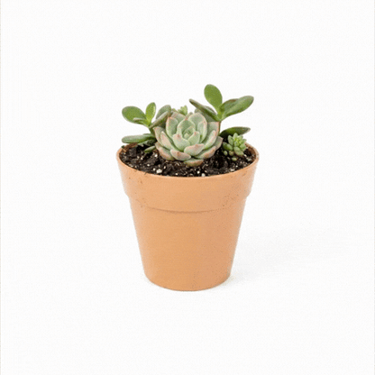 Mini Serve 4 oz Round Terracotta Plastic Mini Flower Pot - 2 1/2" x 2 1/2" x 2 1/2" - 100 count box