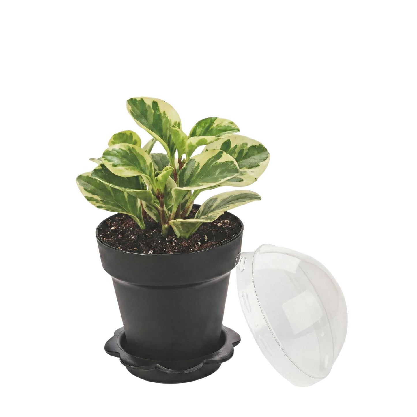 Mini Serve 6 oz Black Plastic Mini Flower Pot Cup - with Lid - 3" x 3" x 3" - 100 count box
