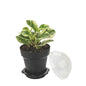 Mini Serve 6 oz Black Plastic Mini Flower Pot Cup - with Lid - 3" x 3" x 3" - 100 count box