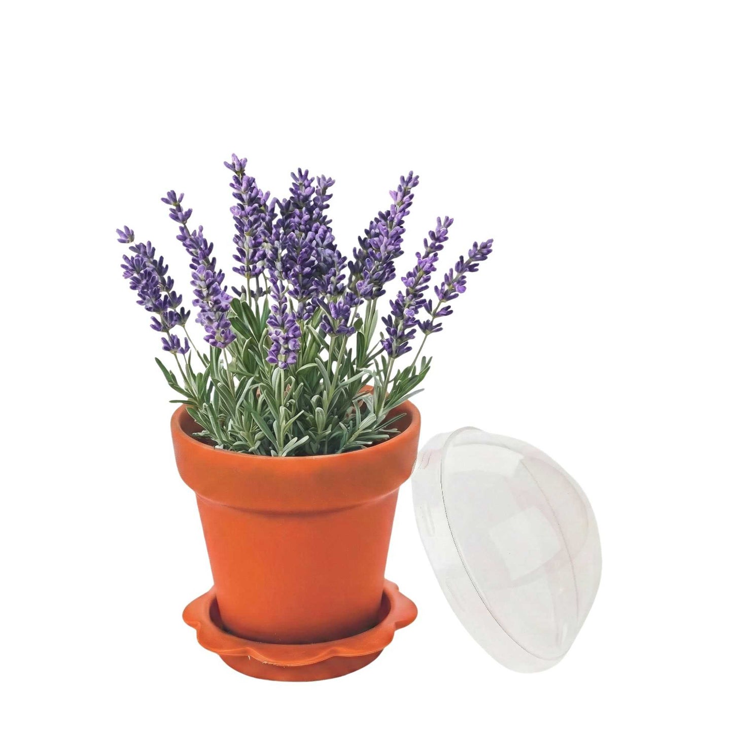 Mini Serve 6 oz Terracotta Plastic Mini Flower Pot Cup - with Lid - 3" x 3" x 3" - 100 count box