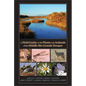 A Field Guide to the Plants and Animals of the Middle Rio Grande Bosque - Hardcover