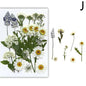 For Fun DIY Embossed Dried Flower Resin Fillings Real Flower for Home Decoration Nail Art Handicrafts Jewelry Making Crafts