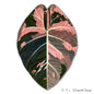 Simulated Plant Mushroom Magnetic Refrigerator Sticker Creative Gift Simulated Leaf Flat Refrigerator Sticker Home Decoration
