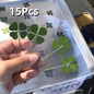 15Pcs Lucky Simulation Four-Leaf Clover Postcards Shamrock Stems Transparent Wishing Cards Ideal for Bookmarks & Decorations