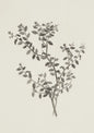 Wildflower Prints Neutral Floral Gallery Wall Decor Antique Summer Landscape Poster Garden Countryside Aesthetic Wall Decoration