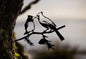 Metal Bird Tree Yard Decor - Crow & Owl Silhouette Steel Art Sculpture, Weather-Resistant Outdoor Garden Decor