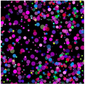 Electric Black Electric Dots Cotton 44"/45" Fabric Per Yard