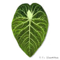 Simulated Plant Mushroom Magnetic Refrigerator Sticker Creative Gift Simulated Leaf Flat Refrigerator Sticker Home Decoration