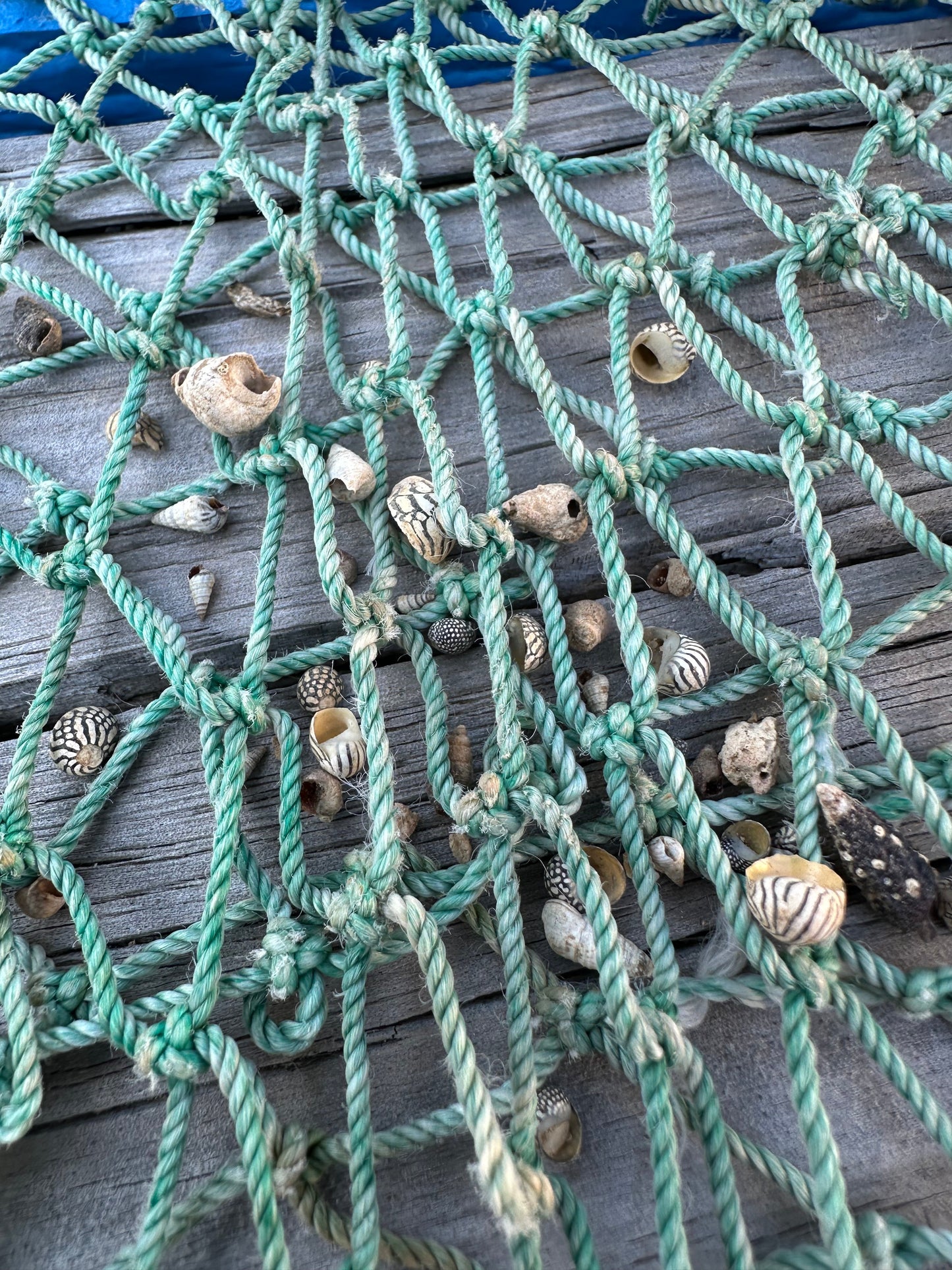 Teeny Tiny Natural Shell Mix