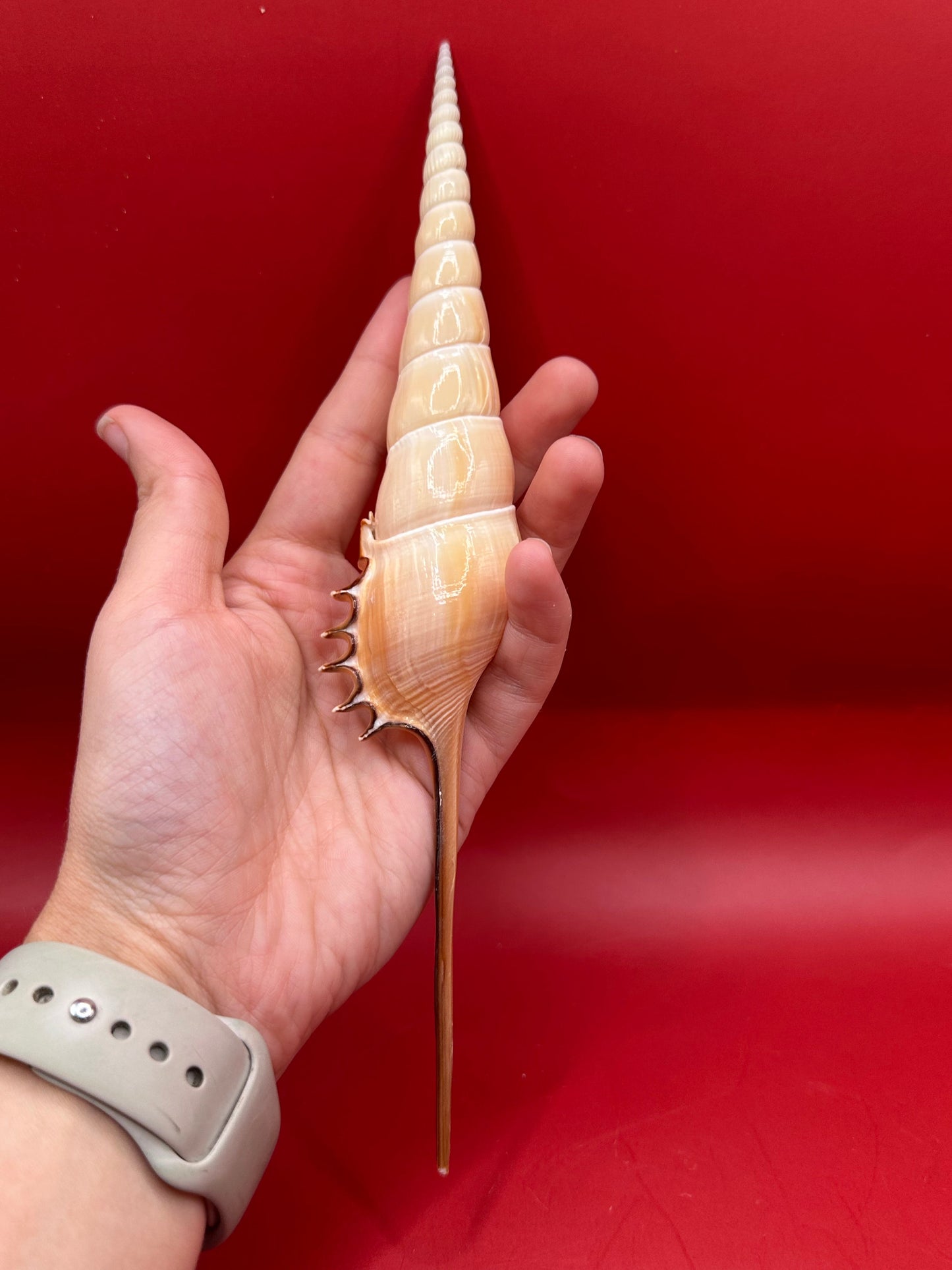Large Shinbone Tibia Shell Display – Coastal Home Decor Specimen (Tibia fusus) 9"