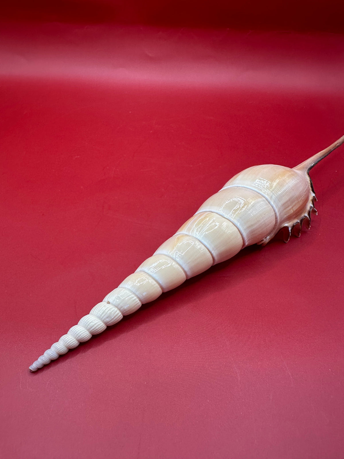 Large Shinbone Tibia Shell Display – Coastal Home Decor Specimen (Tibia fusus) 9"