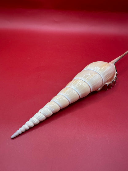 Large Shinbone Tibia Shell Display – Coastal Home Decor Specimen (Tibia fusus) 9"