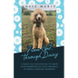 From God, Through Daisy: A Thirty-Day Devotional to Grow Your Awareness of God's Presence in Simple, Everyday Moments - Paperback