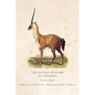 The Natural History of Unicorns - Paperback