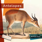 Antelopes - Library Binding