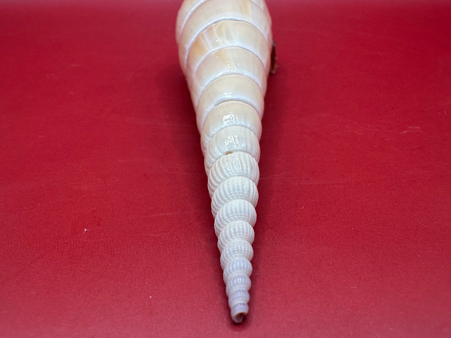 Large Shinbone Tibia Shell Display – Coastal Home Decor Specimen (Tibia fusus) 9"