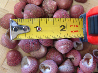 Strawberry Top Snail Shell (Clanculus puniceus)