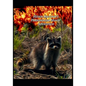 Hiram Raccoon's Phenomenal Movie Adventure - Paperback