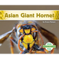 Asian Giant Hornet - Library Binding