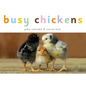 Busy Chickens - Board Book
