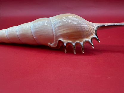 Large Shinbone Tibia Shell Display – Coastal Home Decor Specimen (Tibia fusus) 9"