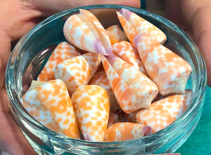 Tesselate Cone Shell - Conus tessulatus